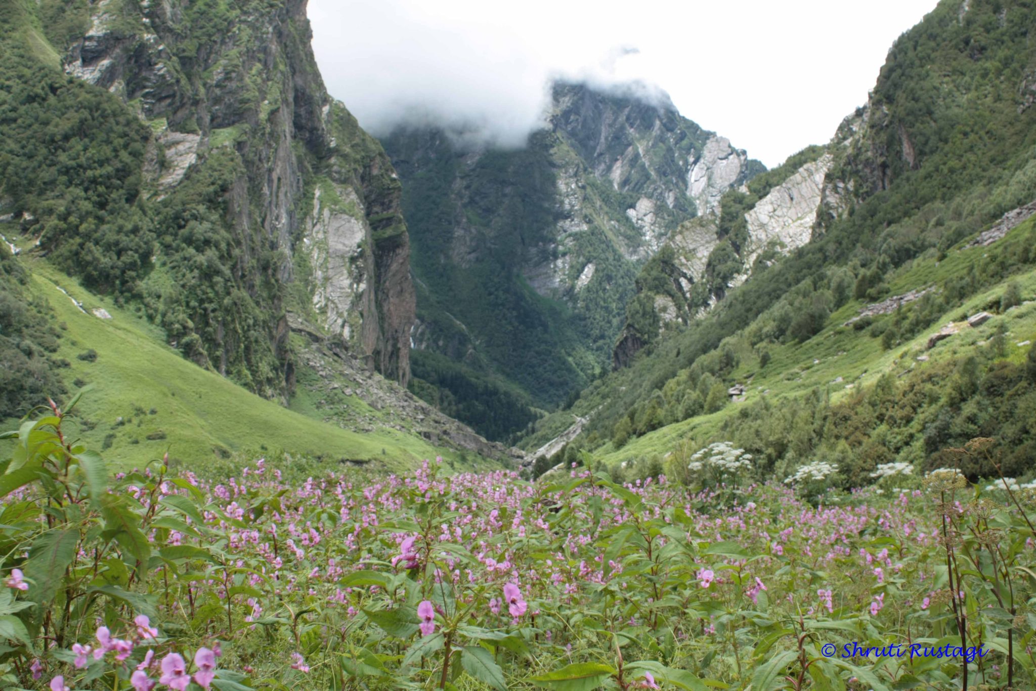 valley-of-flowers-and-hemkund-sahib-trek-blog-the-globetrot-mom