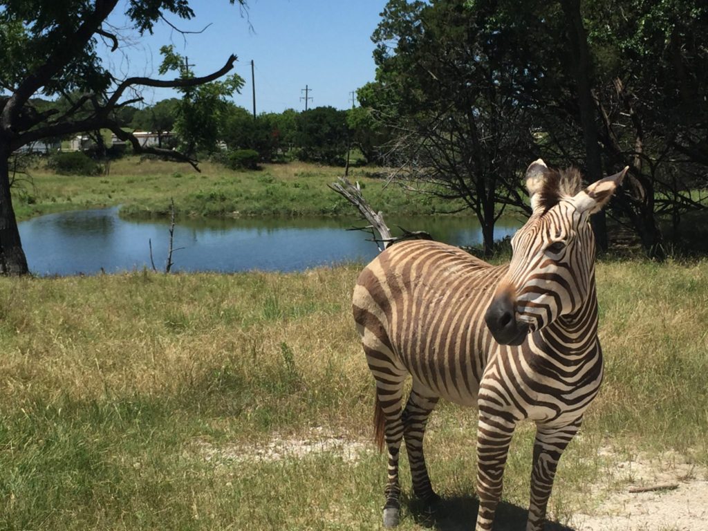 Fossil Rim Wildlife Center - The Globetrot Mom